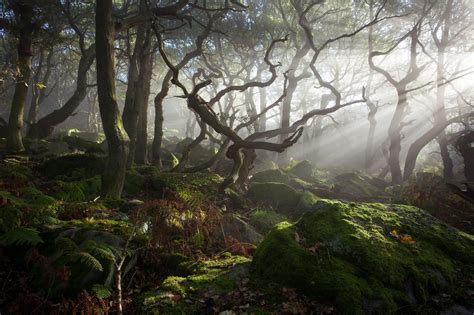 The Healing Power of Nature: Restoring Balance in the Magical Forest